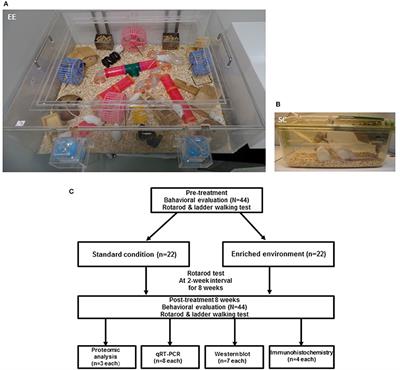 Environmental Enrichment Upregulates Striatal Synaptic Vesicle-Associated Proteins and Improves Motor Function